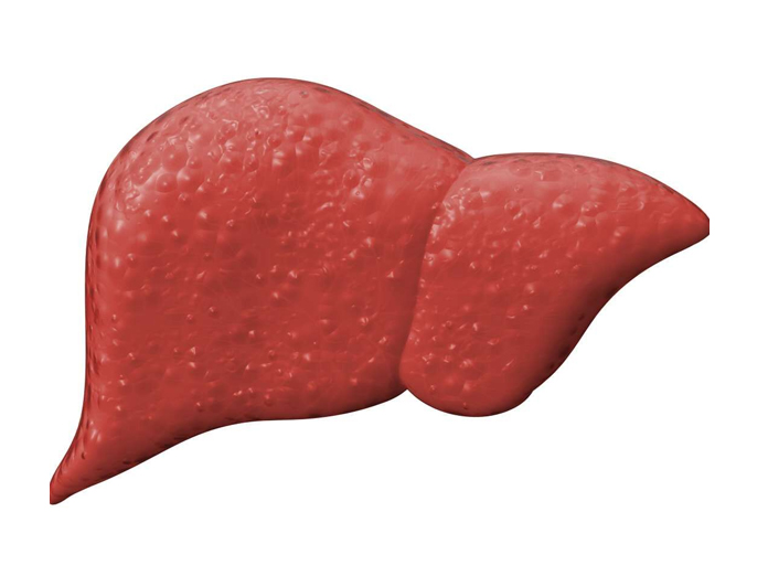 Lab-grown liver raises hopes for acute liver failure patients