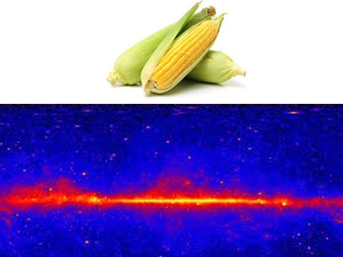 Gamma rays can boost maize yield