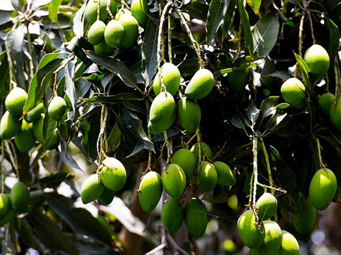 Mango growers expecting bumper crop due to conductive weather conditions