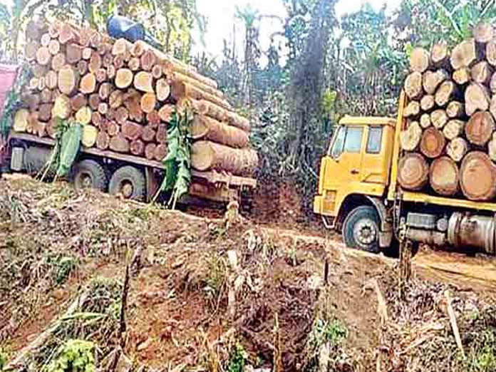 New forest bill soon to tame timber smugglers