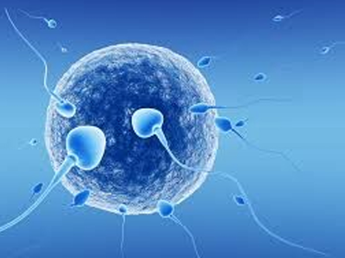 Study finds ‘old’ sperm produces healthier offspring
