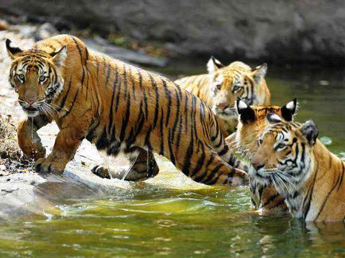 Meeting on Tiger Conservation held on HC directives