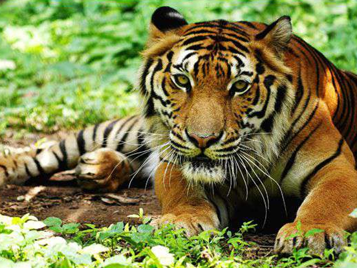 Red alert over illegal wildlife trafficking Lakhimpur Kheri