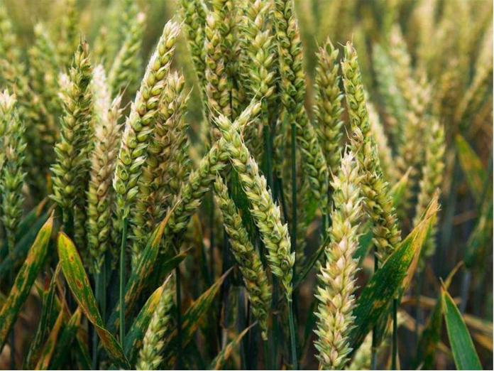 Scientists identify proteins linked with wheat infection