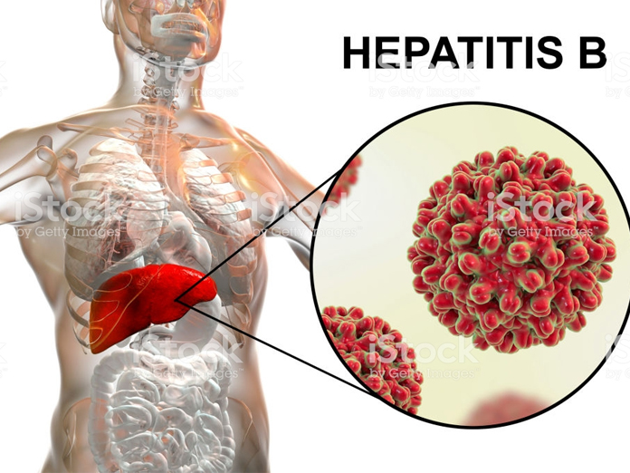 Novel humanised mouse model to study hepatitis B