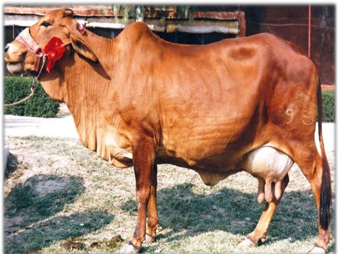 Milch cattle getting tagged with Aadhaar