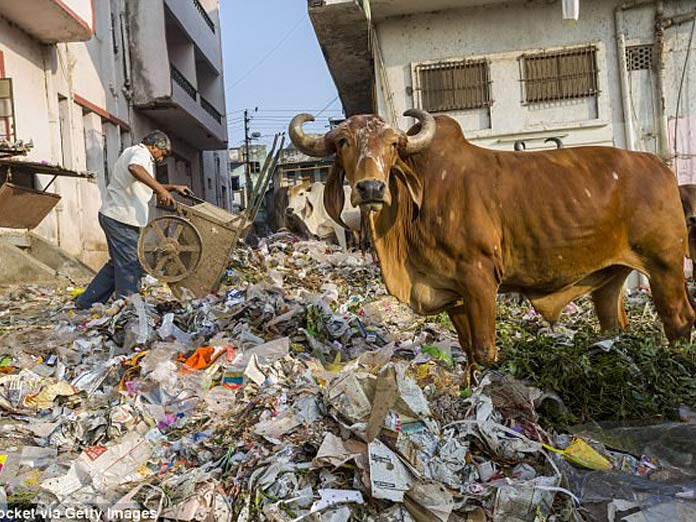Plastic ingestion killing cows