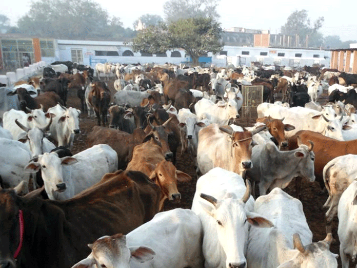 Government announces Kamdhenu Yojana for cows