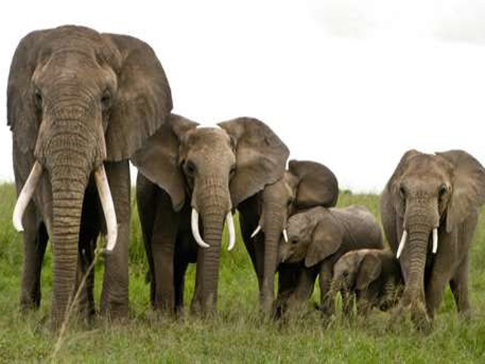 TTD on alert with jumbo presence near Tirumala