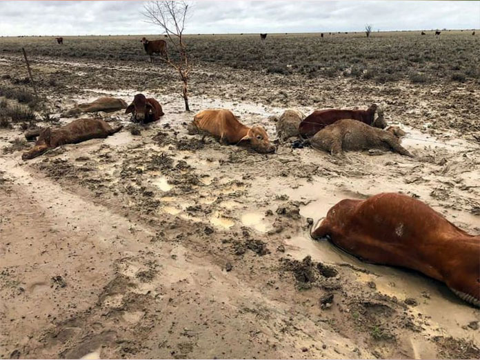 Hundreds of thousands of cattle feared dead after Australia floods