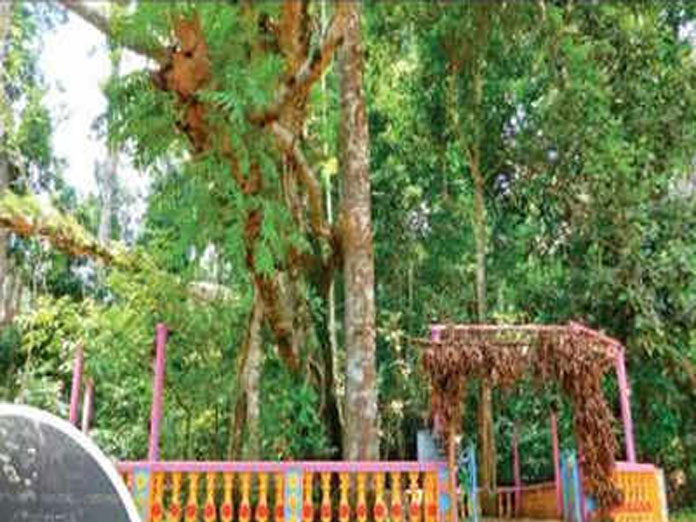 An Alternative: TV Ramachandra says, “Protecting groves is important than farm loan waiver”