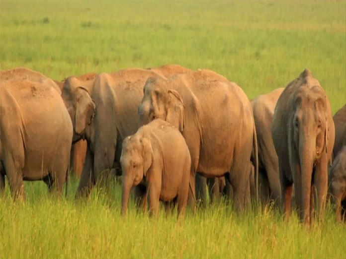 Prime Minister visits Corbett National Park