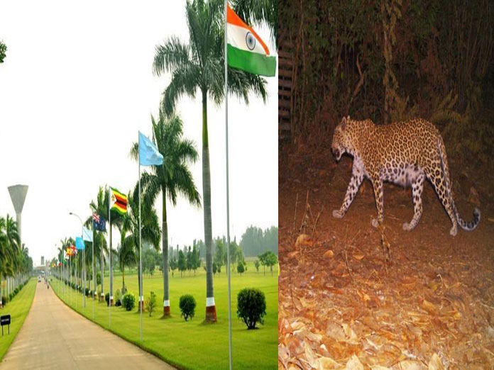 Leopard on prowl at ICRISAT