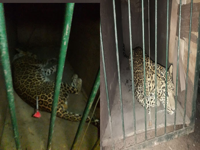 Leopard sent to Vizag rescue home