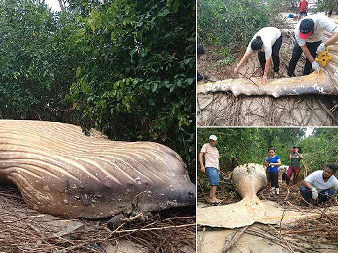36-ft-long whale found dead in Amazon