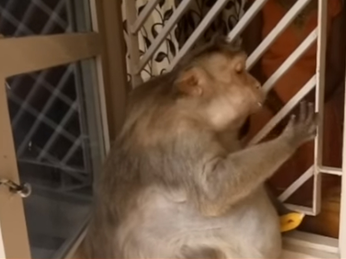 Pregnant monkey pays visit to Lord Hanuman devotee during her baby shower