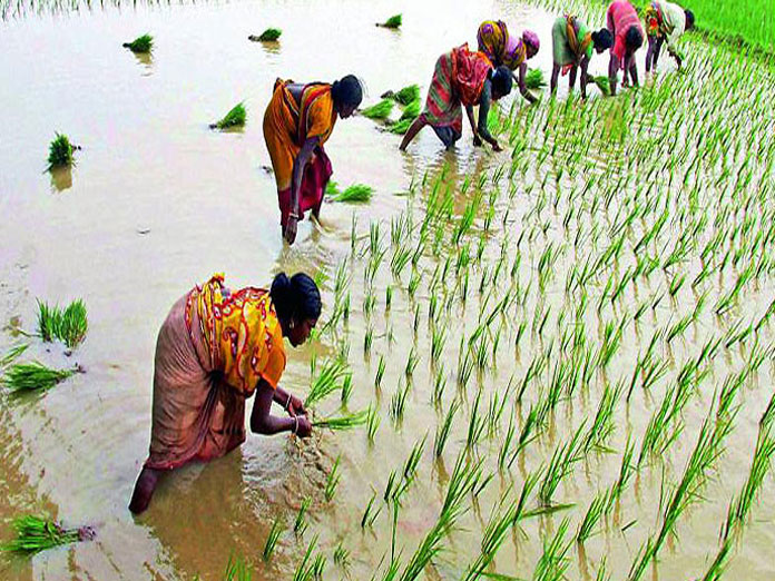 Paddy procurement by SHG groups from Kadapa