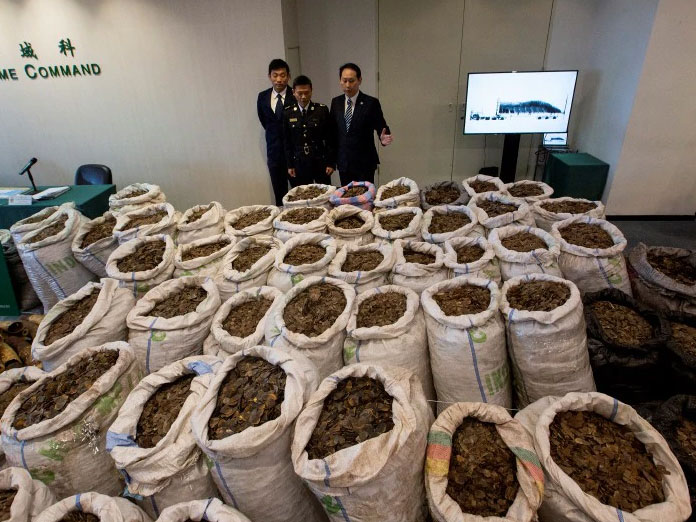 Hong Kong seizes record eight tonnes of pangolin scales