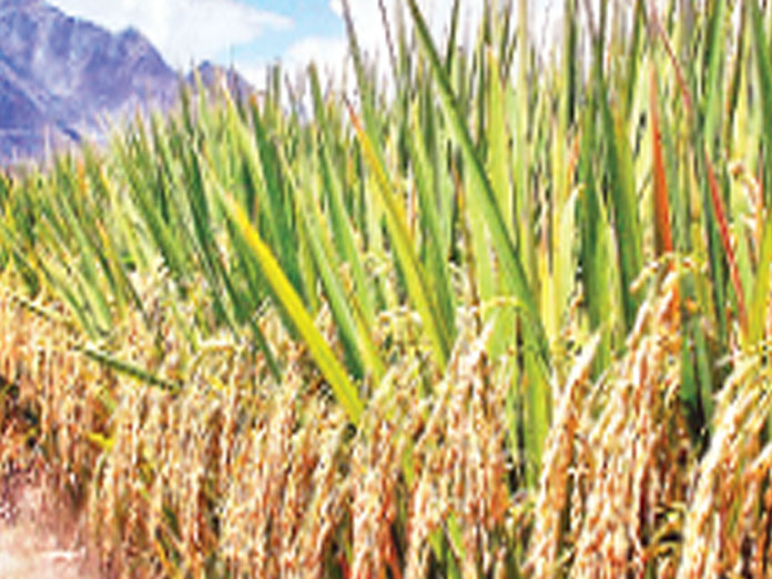 TS mulling to export surplus crops to other states