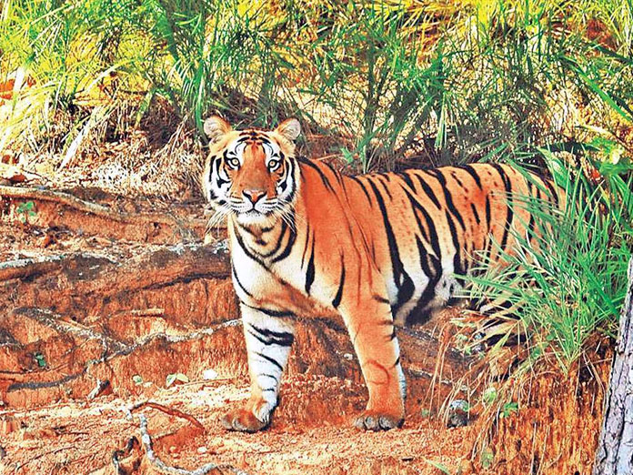 Tiger spotted in Gujarat after three decades, government confirms presence