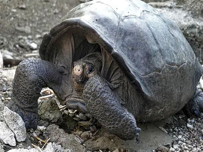 Giant Tortoise, Thought To Be Extinct, Found After 100 Years