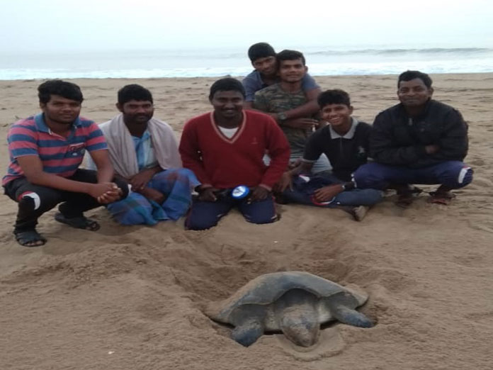 Forest staff, TREE join hands to protect Olive Ridley eggs