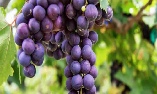 Hyderabad losing its sheen as grape hub