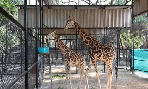 Zoo park receives a pair of giraffes