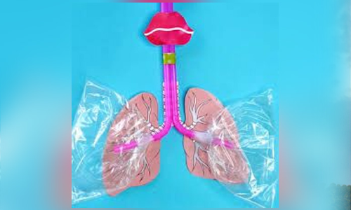 Build a lung model