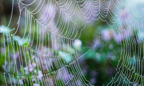 Spore prints & spider webs