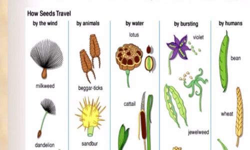 How seeds travel