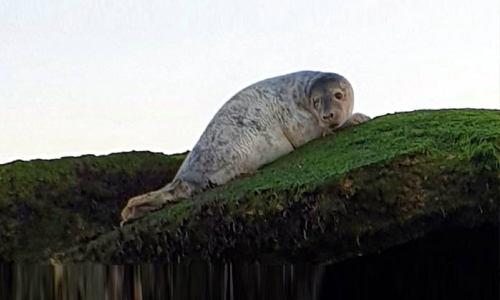 Injured seal rescued from top of WWII pillbox on Yorkshire beach