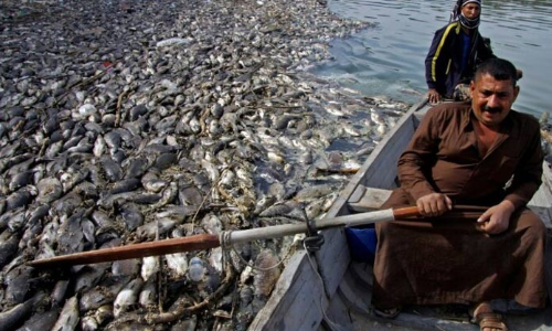 UN finds herpes killed millions of Iraqi carp