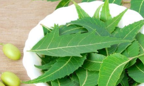 Here’s how Neem is beneficial for your health!