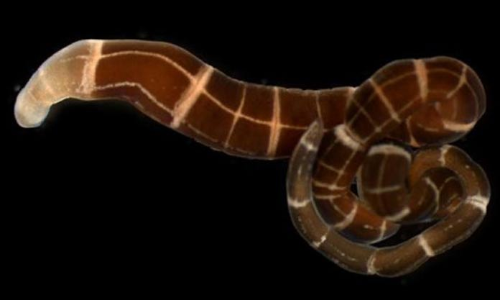 Worms that can regrow complete head found