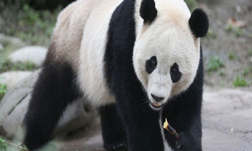 Ancient pandas were not picky eaters