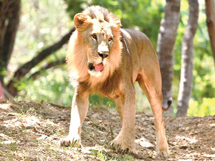 Animal adoptions at Nehru Zoo look up