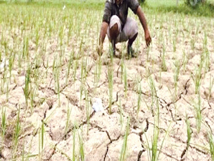Water scarcity: Farmers slash area under cultivation in Palamuru