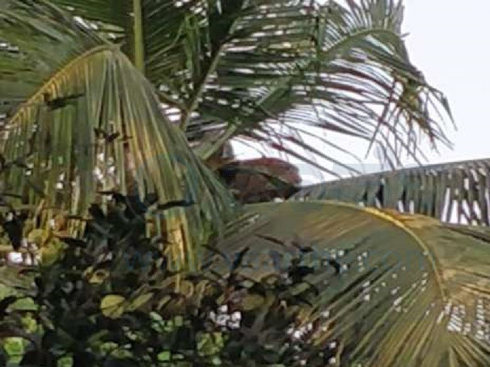 Hot summer forces leopard to find peace on a coconut tree in Somanathapura village