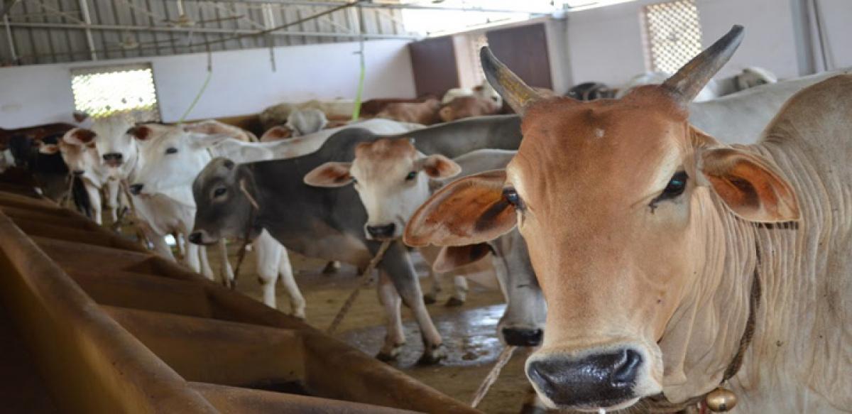 Goshalas to protect Palamur cattle