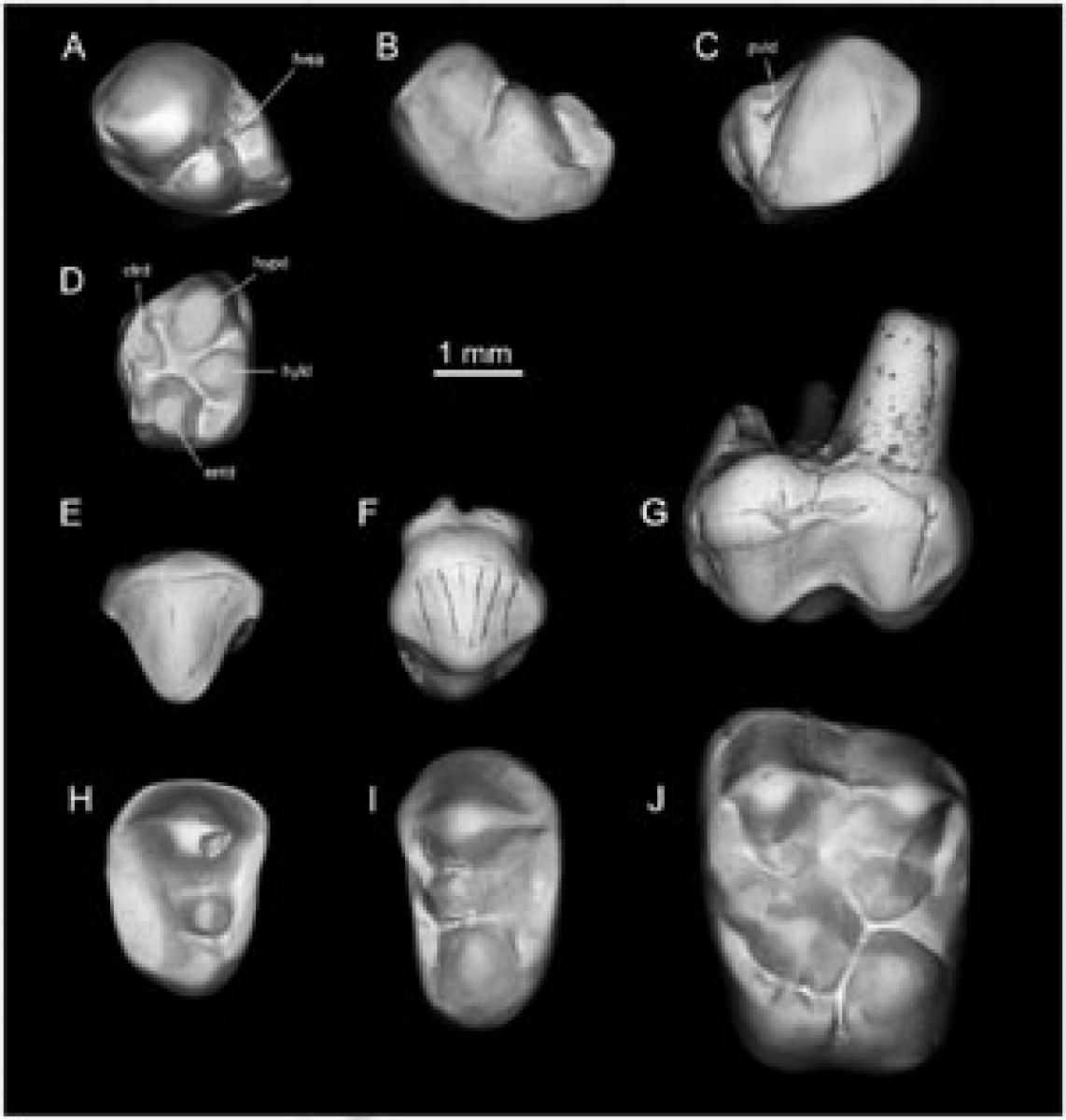 New species of anthropoid primate found in Libya