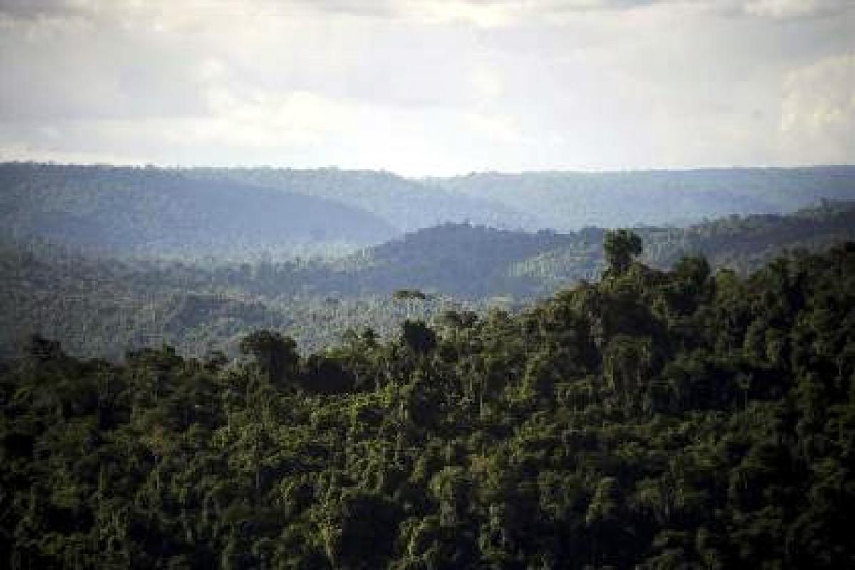 Half of Amazonian trees at extinction risk