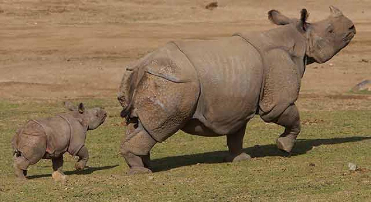 To the rescue of the Rhinos!