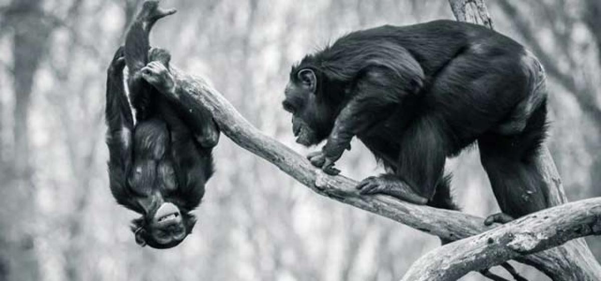 Chimpanzees are good fathers, devoted to their offspring