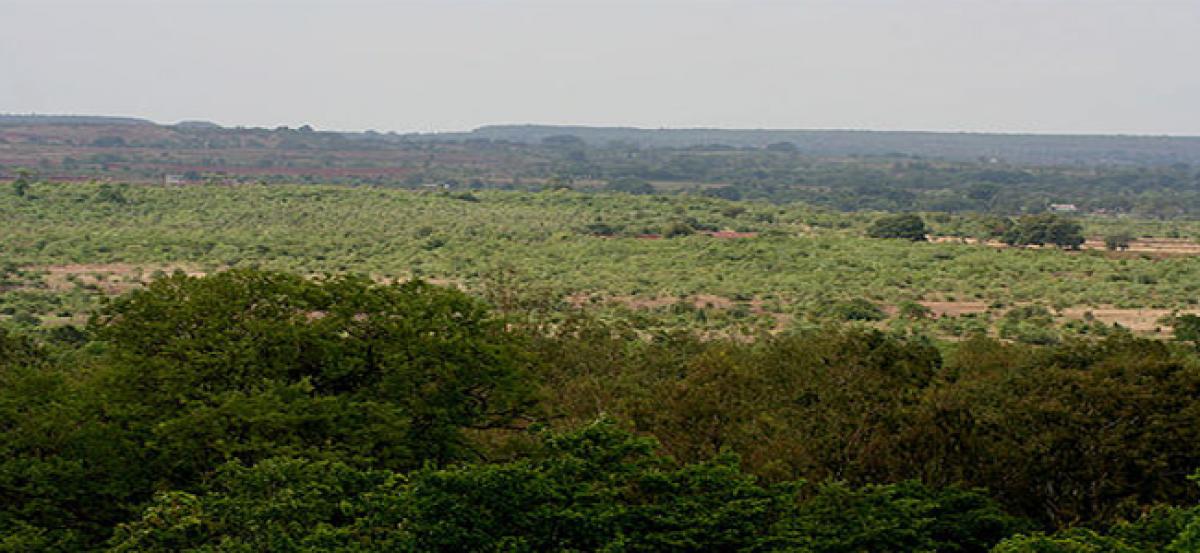 Collector visits Kommugudem forest nursery