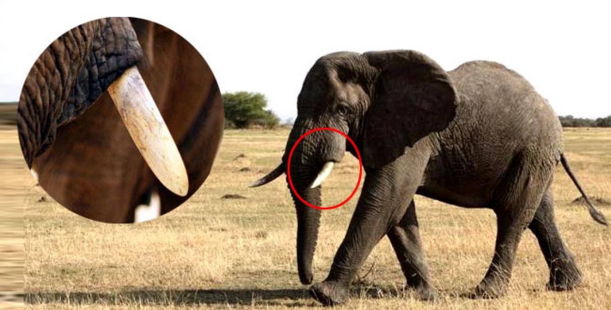 Elephant tusk found in Pakistan from extinct genus family