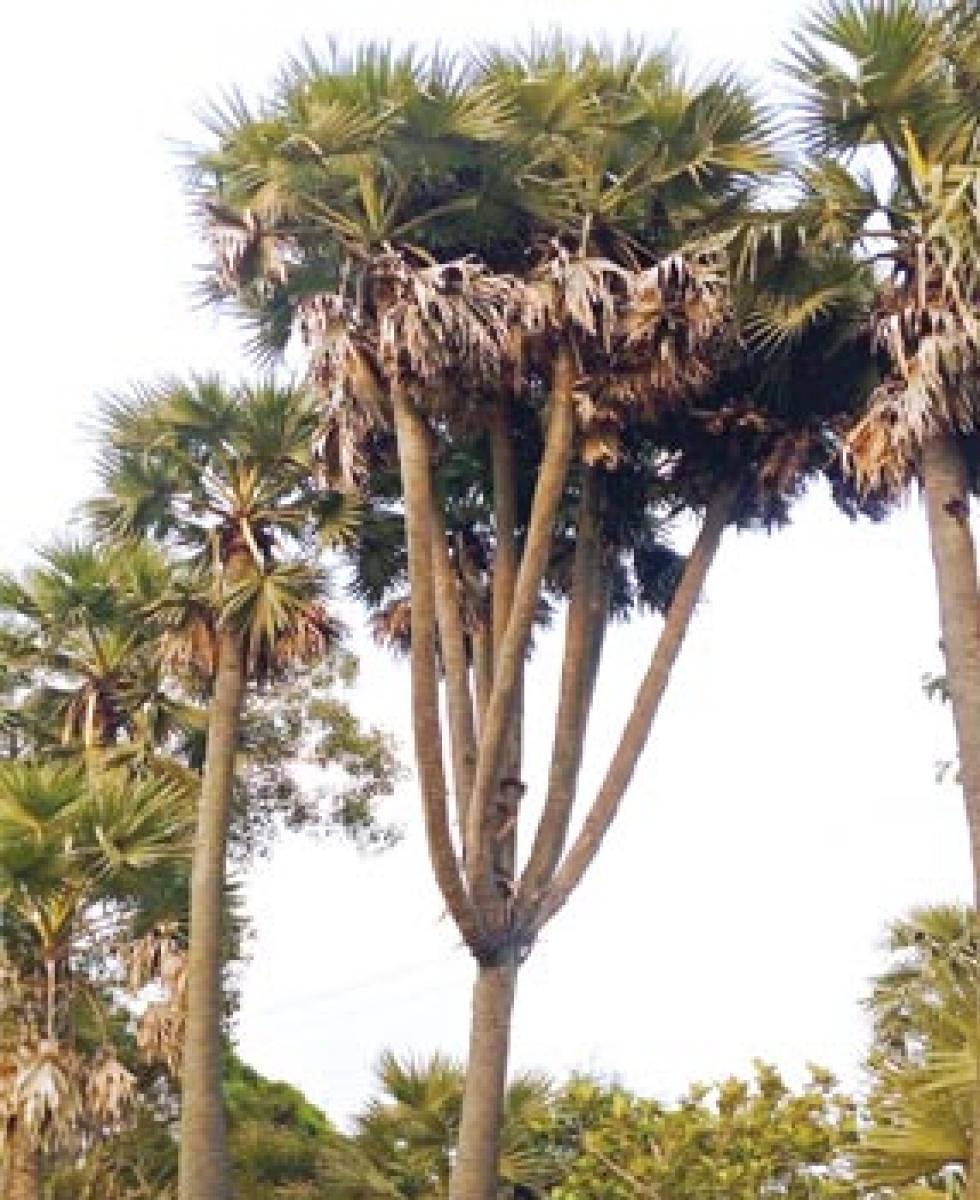 Nine-headed palm tree