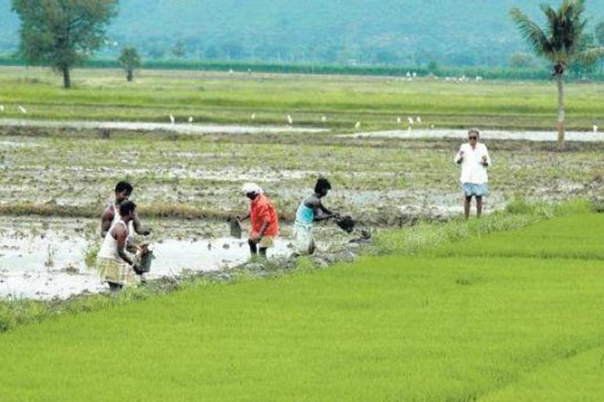 Farm loan write-offs win votes in India, but may hurt economy