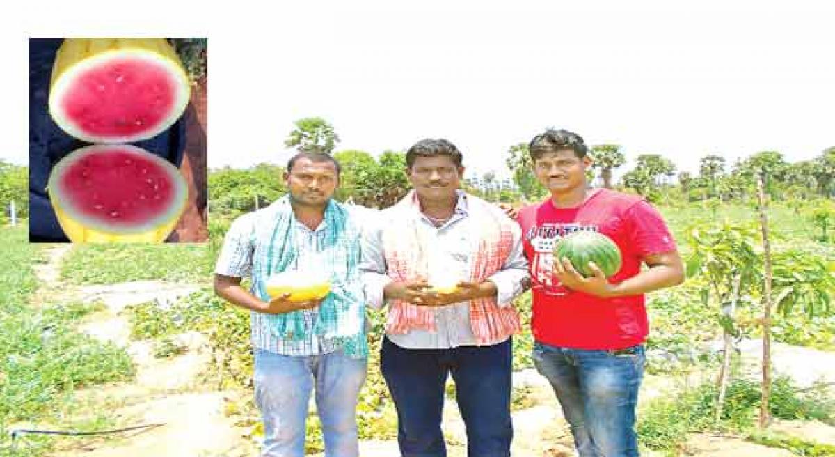 New watermelon varieties hit market