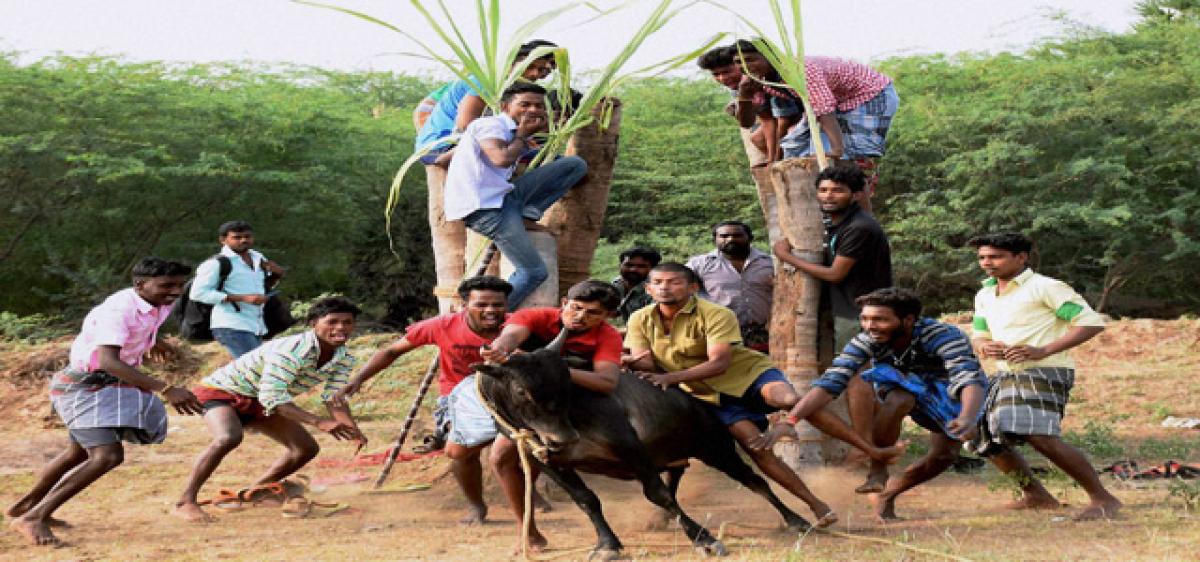 Cockfights, Jallikattu boom